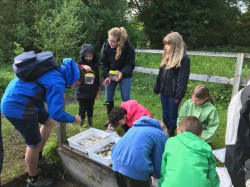 Pond dipping at Marconi Ponds